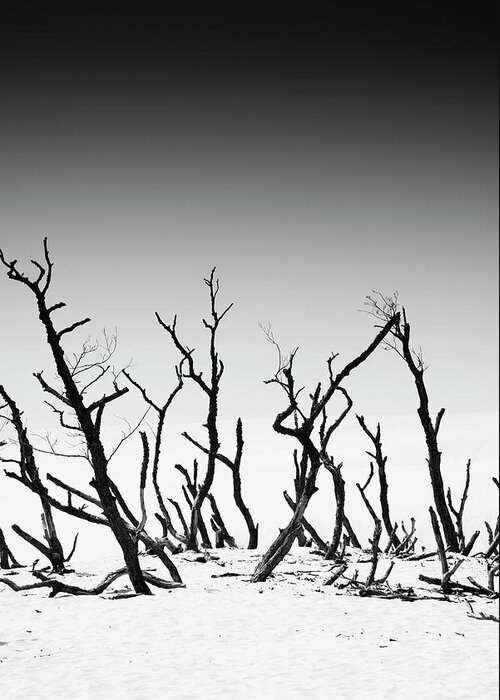 Sand Greeting Card featuring the photograph Sand Dune With Dead Trees #1 by Chevy Fleet