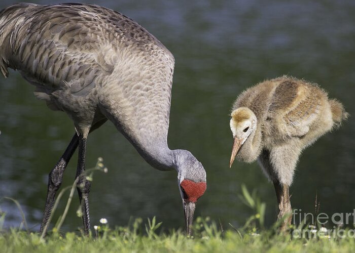 Sandhill Crane Greeting Card featuring the photograph Sandhill Crane Family by Jeannette Hunt