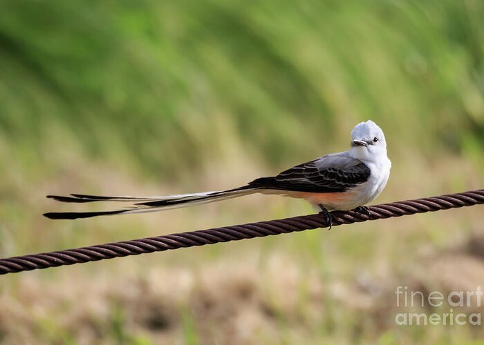American Greeting Card featuring the photograph Scisor-Tailed Flycatcher #1 by Richard Smith