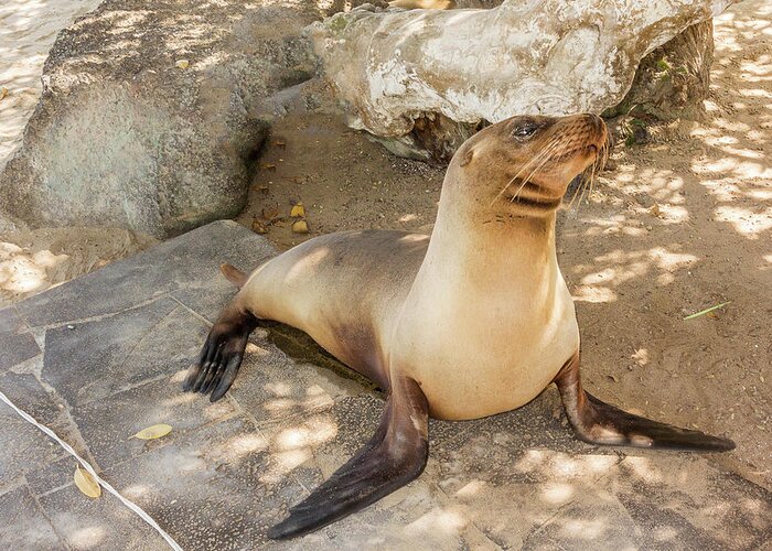 Seal Greeting Card featuring the photograph Sea Lion on the beach, Galapagos Islands #1 by Marek Poplawski