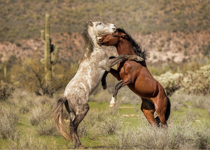 Wild Horses Greeting Card featuring the photograph Shall We Dance #2 by Saija Lehtonen