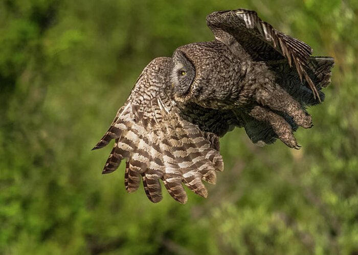 Great Grey Owl Greeting Card featuring the photograph Silent Flight At Dawn #1 by Yeates Photography