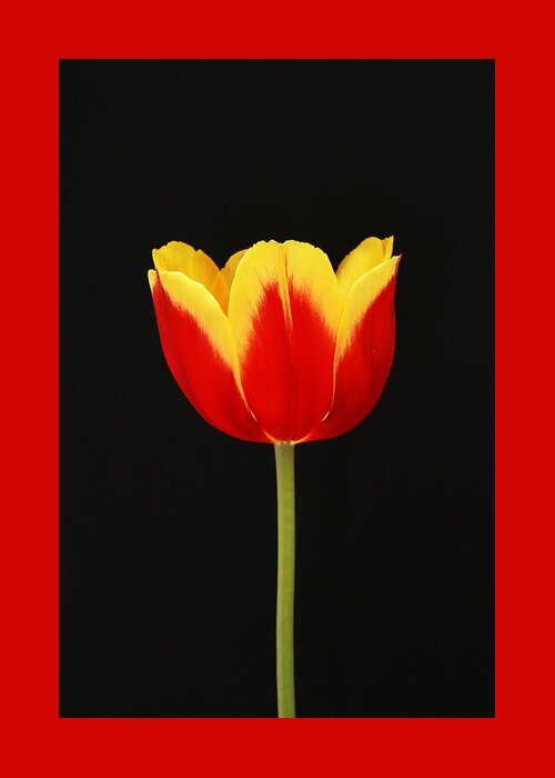Red And Yellow Tulip Greeting Card featuring the photograph Single Red and Yellow Tulip on Black by Allen Beatty