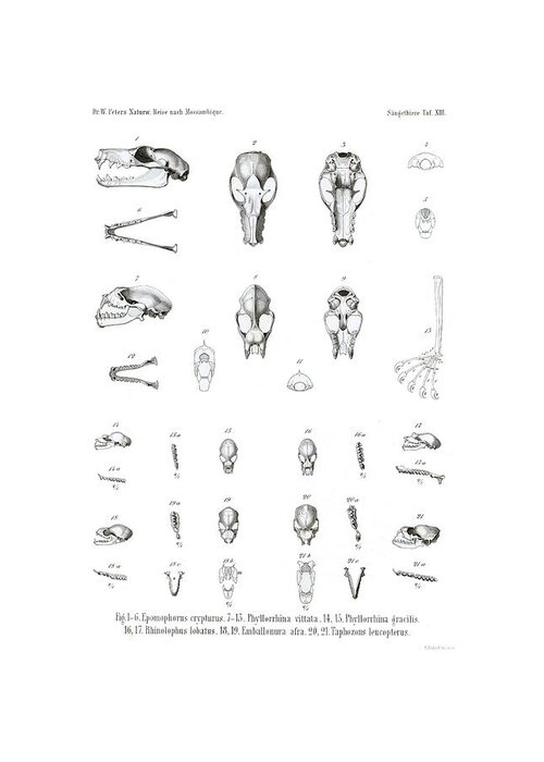 Mammals Greeting Card featuring the drawing Skulls of Small African Mammals #1 by A Andorff