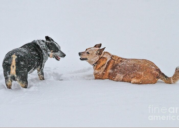 Australian Cattle Dog Greeting Card featuring the photograph Snow Play by Elizabeth Winter