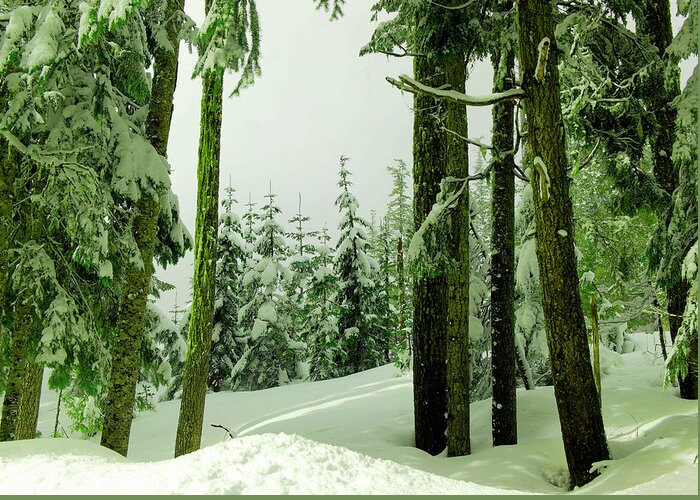 Snow Greeting Card featuring the photograph Snow in the forest #2 by Jeff Swan