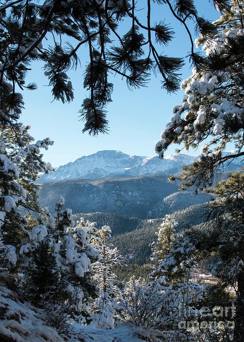 Pikes Peak Greeting Card featuring the photograph Snow in the Pike National Forest #1 by Steven Krull