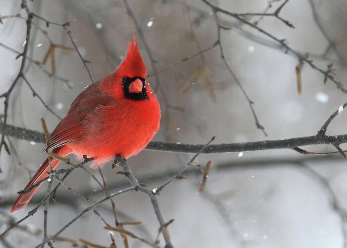 Winter Greeting Card featuring the photograph Snowy Cardinal #1 by Brook Burling