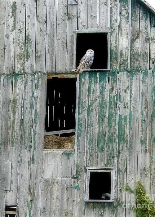 Owl Greeting Card featuring the photograph Snowy Owl #1 by Anthony Djordjevic