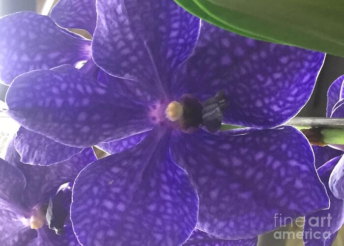 Orchid Greeting Card featuring the photograph Speckled Orchid #1 by Nona Kumah