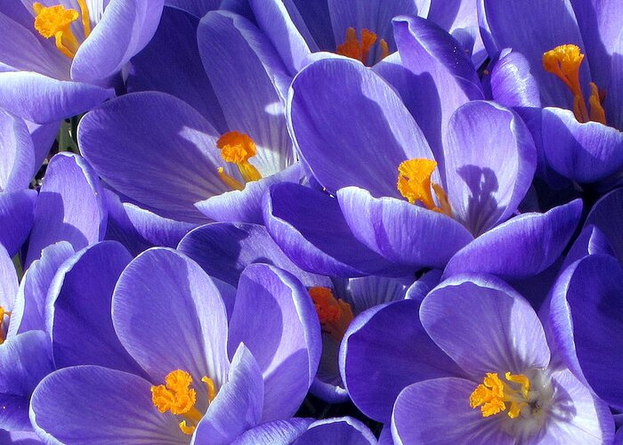Crocus Greeting Card featuring the photograph Spring Crocus Photograph #1 by Kimberly Walker