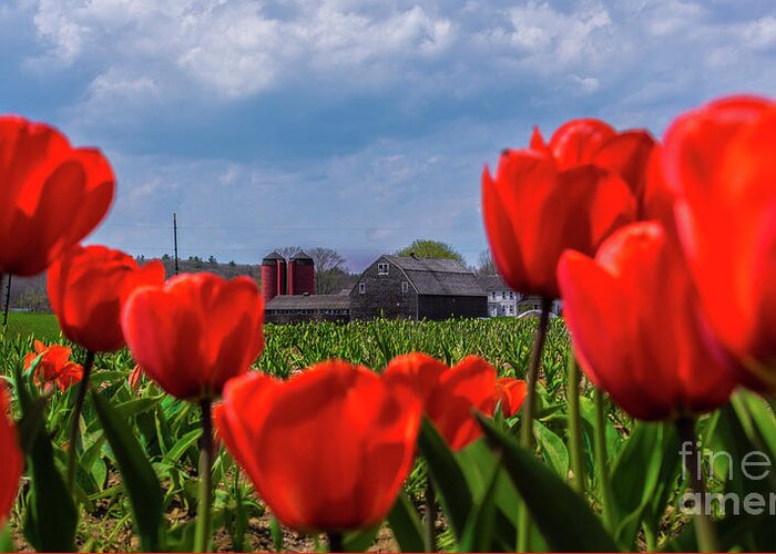 Flowers Greeting Card featuring the photograph Spring in Rhode Island #1 by New England Photography