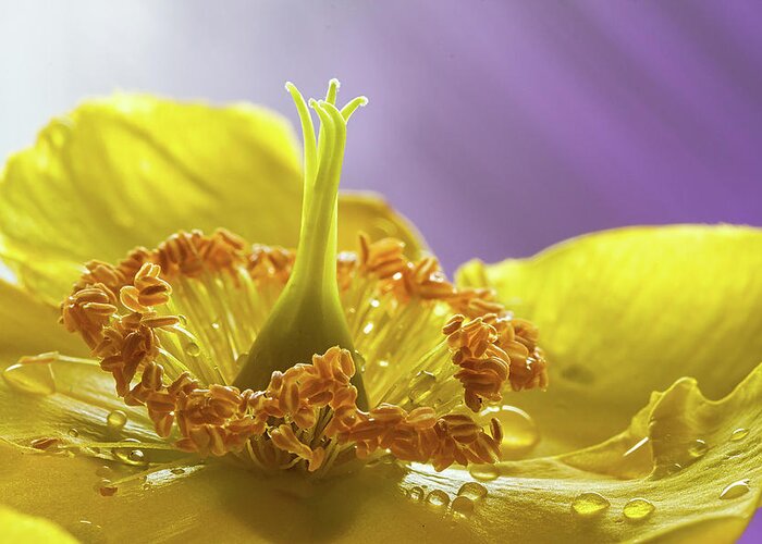 Wort Greeting Card featuring the photograph St Johns Wort Flower #1 by Shirley Mitchell