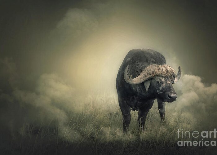 Buffalo Greeting Card featuring the photograph Stare #1 by Charuhas Images