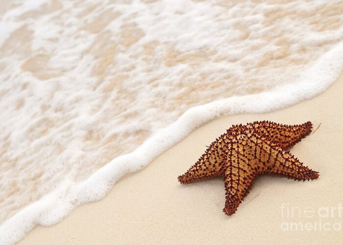 Starfish Greeting Card featuring the photograph Starfish on tropical beach by Elena Elisseeva