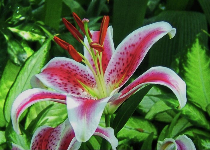 Flowers Greeting Card featuring the photograph Stargazer Lily 001 #1 by George Bostian