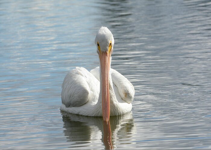 American White Pelican Greeting Card featuring the photograph Straight On #1 by Fraida Gutovich
