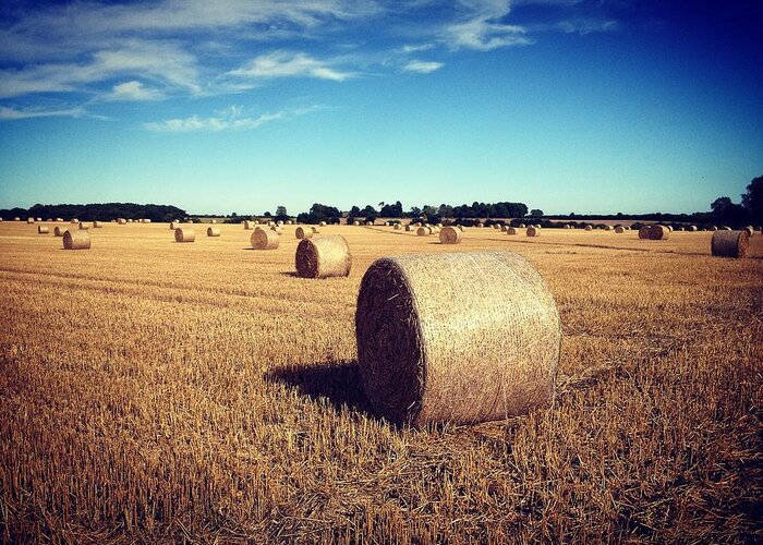 Areas Greeting Card featuring the photograph Straw bales at harvest time #1 by Seeables Visual Arts