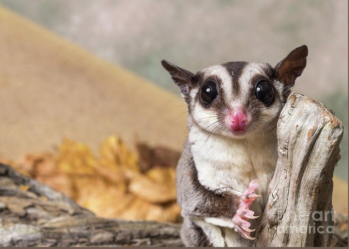 Animal Greeting Card featuring the photograph Sugar glider #1 by Les Palenik