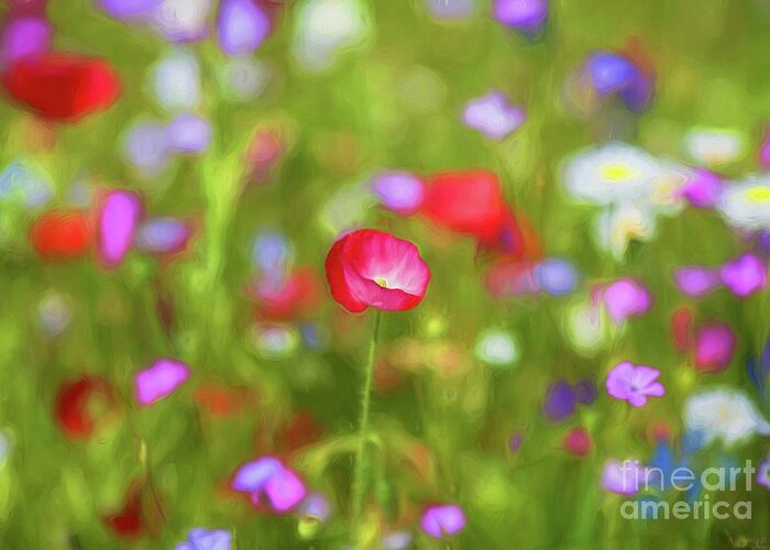 Summer Greeting Card featuring the photograph Summer Meadow #1 by Eva Lechner