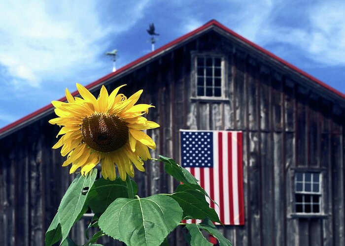 Sunflower Greeting Card featuring the photograph Sunflower by Barn by Sally Weigand