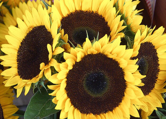Flowers Greeting Card featuring the photograph Sunflowers by Tom Romeo