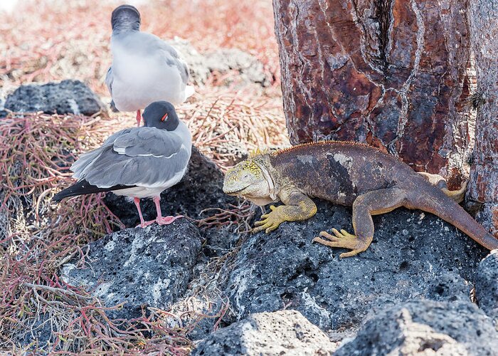 Sea Bird Greeting Card featuring the photograph Swallow tailed gull and iguana on Galapagos Islands #1 by Marek Poplawski
