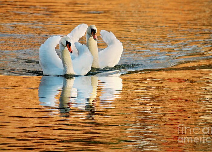 Swimming On Gold Greeting Card featuring the photograph Swimming On Gold #1 by Darren Fisher