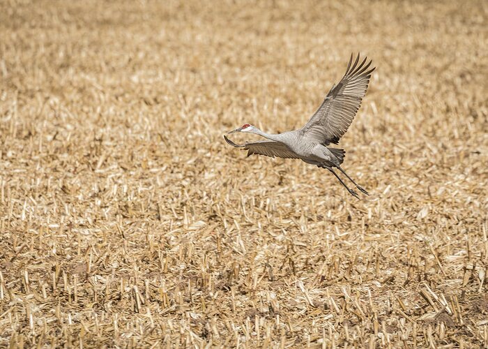 Sandhill Crane Greeting Card featuring the photograph Taking Off #1 by Thomas Young