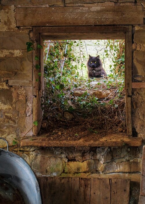 Animals Greeting Card featuring the photograph The Barn Cat #1 by Ron McGinnis