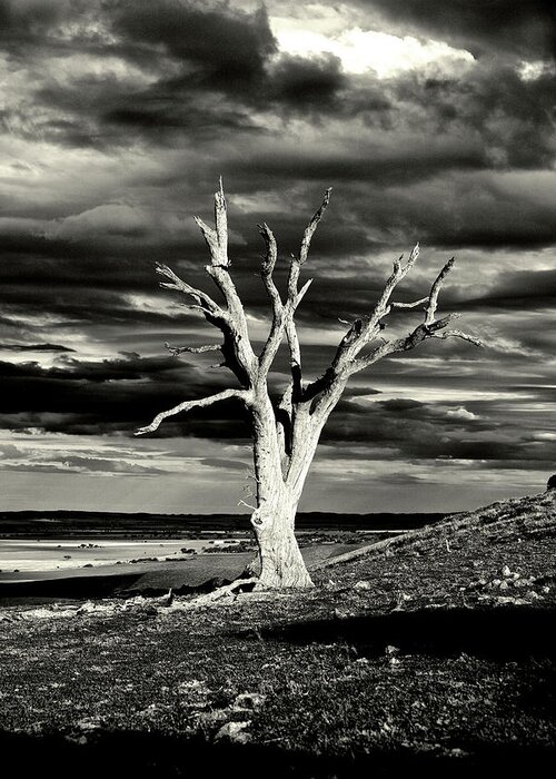 Burra Greeting Card featuring the photograph The Lone Gum #1 by Mark Egerton