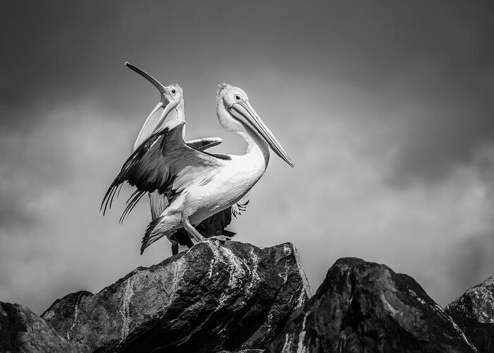 Pelican Greeting Card featuring the photograph The Pelicans #1 by Racheal Christian