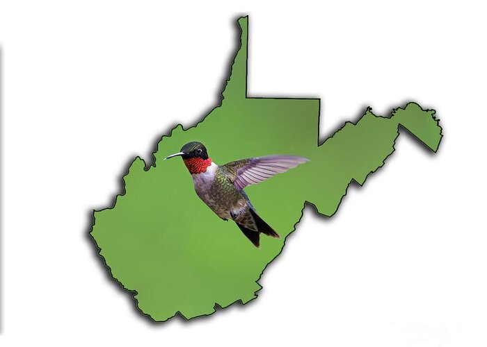 Green And Red; The Ruby-throated Hummingbird; Hummingbird; Bird; Hummingbird Greeting Card featuring the photograph The Ruby-throated Hummingbird #1 by Dan Friend