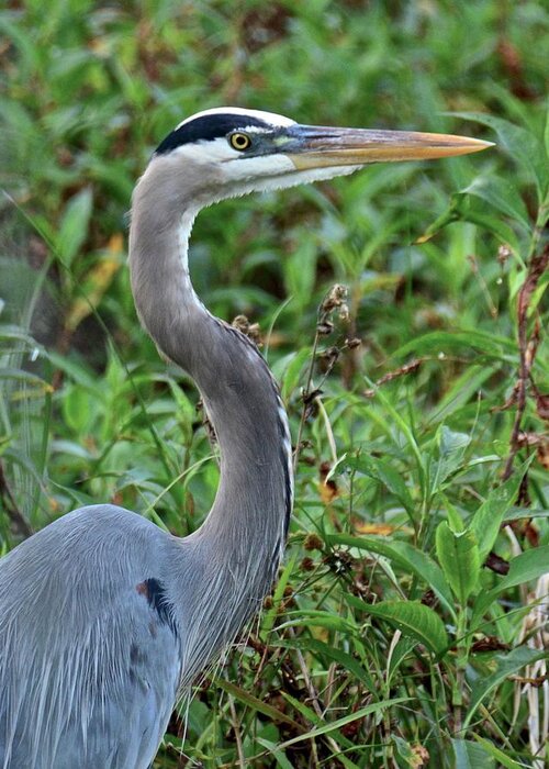 Heron Greeting Card featuring the photograph The Stare #1 by Carol Bradley