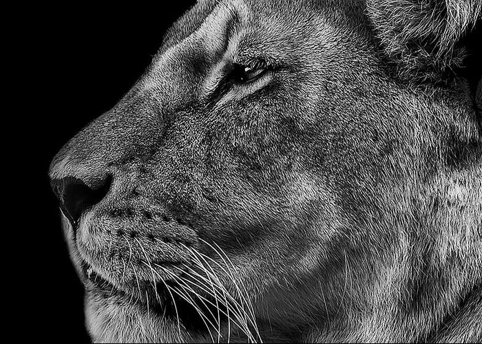 Lioness Greeting Card featuring the photograph The Surveyor #1 by Paul Neville