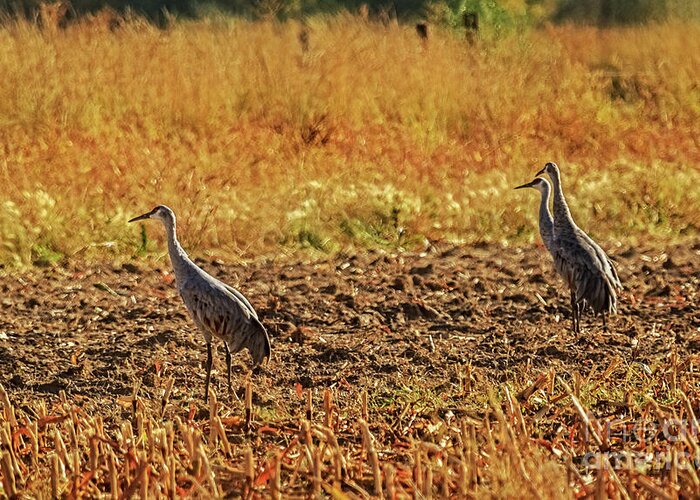 Birds Greeting Card featuring the photograph Three Amigos #3 by Robert Bales