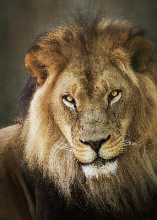 African Lion Greeting Card featuring the photograph Through The Eyes of A King #1 by Saija Lehtonen