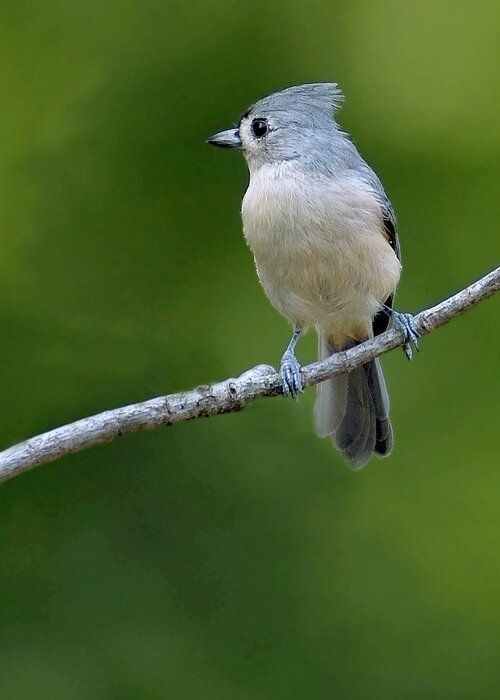 Photography Titmouse Greeting Card featuring the photograph Titmouse #1 by David Waldrop