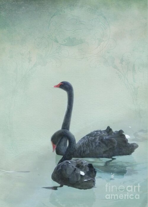Swan Greeting Card featuring the photograph Black swans by Cindy Garber Iverson