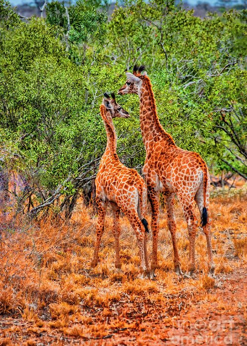 South Africa Giraffes Open Areas Greeting Card featuring the photograph Together #1 by Rick Bragan