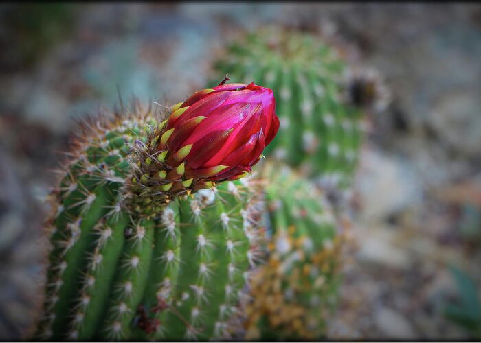 Plants Greeting Card featuring the photograph Torch Cacti #1 by Elaine Malott