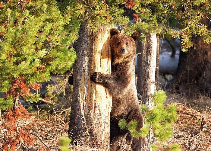 Grizzly Greeting Card featuring the photograph Tree Hugger by Eilish Palmer