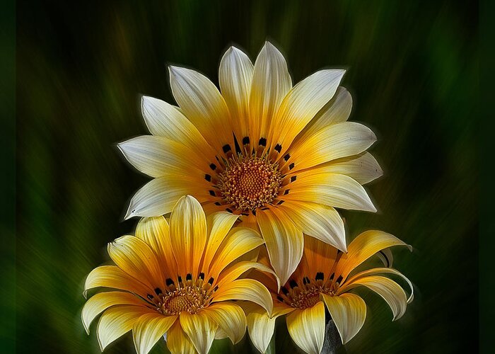 Peruvian Daisy Greeting Card featuring the photograph Triple Sunshine #1 by Shirley Mangini