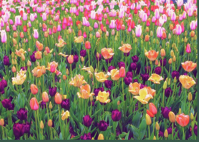 Flowers Greeting Card featuring the photograph Tulip Field by Jessica Jenney