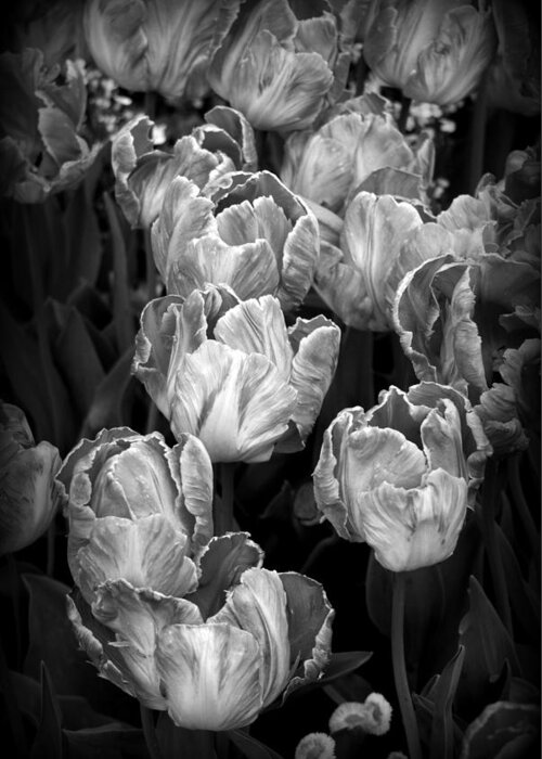 Plants Greeting Card featuring the photograph Tulips #1 by Nathan Abbott
