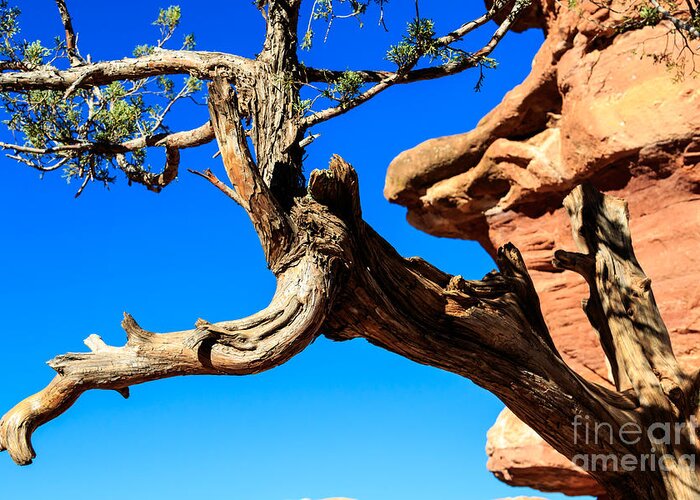 Colorado Greeting Card featuring the photograph Twisted Tree #1 by Richard Smith