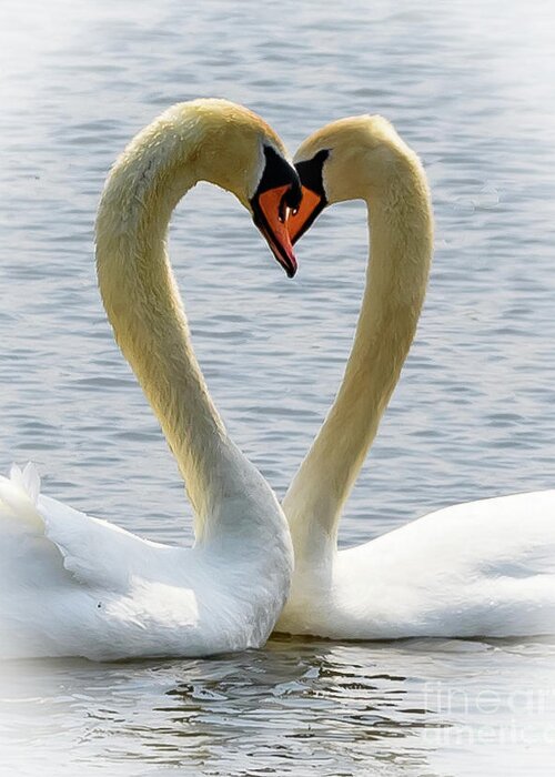 Wildlife Greeting Card featuring the photograph Two swans and a heart #1 by Colin Rayner