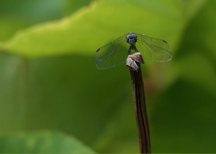 Dragonfly Greeting Card featuring the photograph Vigilance #2 by Holly Ross