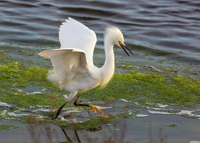 Egret Greeting Card featuring the photograph Walking on Water #1 by Brian Knott Photography