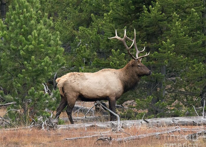 Mammal Greeting Card featuring the photograph Wapiti #2 by Dennis Hammer